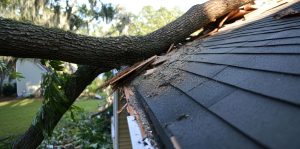 fallen tree home gale aftermath intense weather tempest damage roof renovation home coverage process foliage removal calamity response dwelling repair storm clearance structural fix web